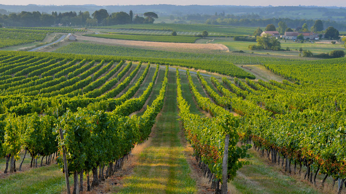 Rượu vang Pháp – Những kiến thức thú vị cho tín đồ yêu vang 3