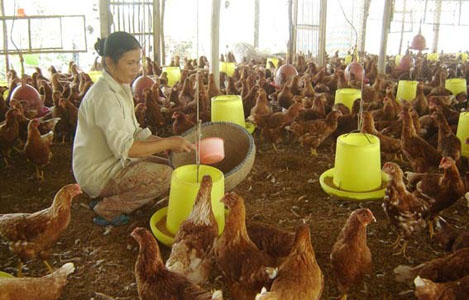 Công thức thức ăn cho gà - Chăn nuôi Việt Nam