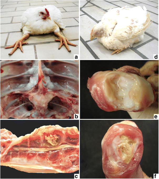 CÁC NGUYÊN NHÂN GÂY BẠI LIỆT TRÊN GÀ - Công ty CP Thiên Quân