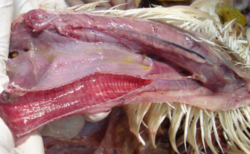 Bệnh viêm phế quản truyền nhiễm (IB) - VietDVM - Thông tin Kiến thức Chăn nuôi Thú y