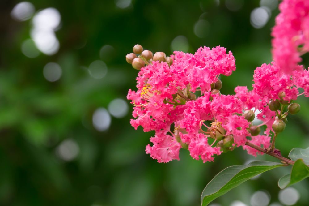 Hoa Tường Vy hồng