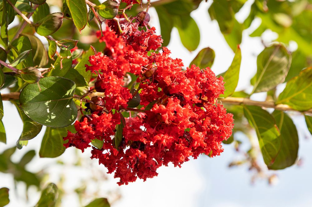 Hoa Tường Vy màu cam