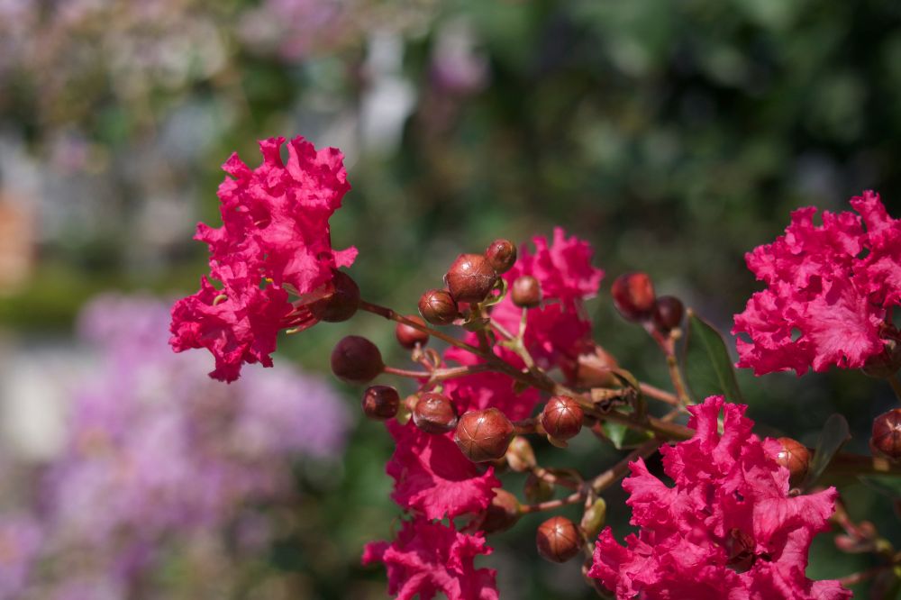 Hoa Tường Vy màu đỏ