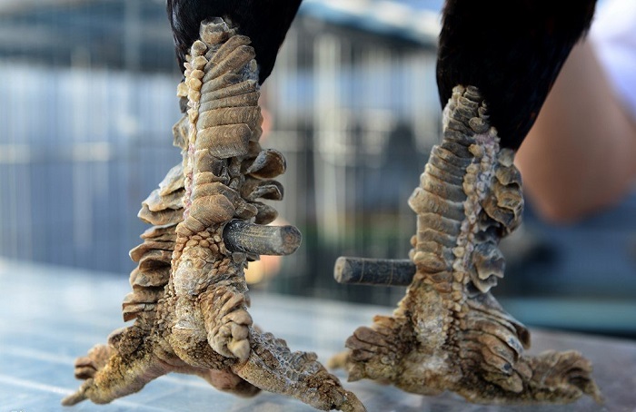 Vảy gà quý có giá trị cao trong nhân giống