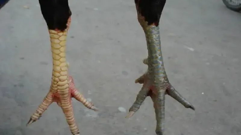 33 Loại Gà Thần Kê: Những Loaị Gà Hiếm Gặp Trên Thị Trường