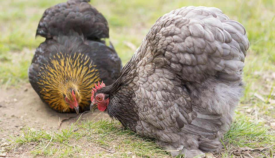 Gà Bắc Kinh là gì? Đặc điểm nhận biết giống gà Bắc Kinh